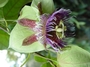 Passifloraceae - Passiflora maliformis 