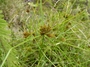 Cyperaceae - Cyperus polystachyos 