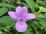 Acanthaceae - Barleria cristata 