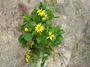 Asteraceae - Bidens uapensis 