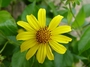 Asteraceae - Bidens uapensis 