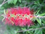 Myrtaceae - Callistemon citrinus 