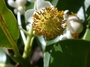 Calophyllaceae - Calophyllum inophyllum 