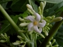 Caricaceae - Carica papaya 