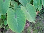 Araceae - Colocasia esculenta 