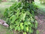 Araceae - Colocasia esculenta 