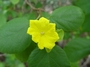 Cordiaceae - Cordia lutea 