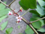 Oxalidaceae - Averrhoa carambola 