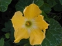 Cucurbitaceae - Cucurbita maxima 