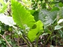 Araceae - Alocasia macrorrhizos 