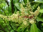 Anacardiaceae - Mangifera indica 