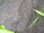 Poaceae - Oplismenus hirtellus 