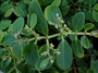 Euphorbiaceae - Euphorbia sachetiana 