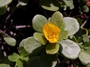 Portulacaceae - Portulaca lutea 