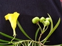 Apocynaceae - Thevetia peruviana 