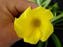 Apocynaceae - Thevetia peruviana 