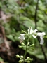 Lamiaceae - Phyllostegia electra 