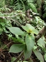 Gesneriaceae - Cyrtandra kauaiensis 