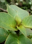Gesneriaceae - Cyrtandra kauaiensis 