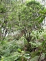 Gesneriaceae - Cyrtandra longifolia 