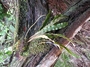 Dryopteridaceae - Elaphoglossum paleaceum 