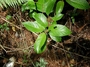 Dipentodontaceae - Perrottetia sandwicensis 