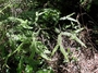 Gleicheniaceae - Sticherus owhyhensis 