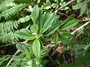 Gesneriaceae - Cyrtandra longifolia 