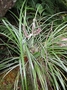 Asteliaceae - Astelia argyrocoma 