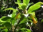 Goodeniaceae - Scaevola glabra 