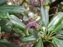 Campanulaceae - Clermontia fauriei 