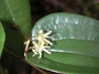Smilacaceae - Smilax melastomifolia 