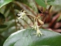 Smilacaceae - Smilax melastomifolia 