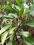 Campanulaceae - Clermontia fauriei 
