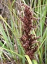 Cyperaceae - Gahnia beecheyi 