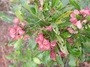 Sapindaceae - Dodonaea viscosa 