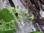 Rubiaceae - Kadua affinis 