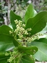 Corynocarpaceae - Corynocarpus laevigatus 