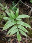 Pteridaceae - Coniogramme pilosa 