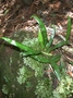 Dryopteridaceae - Elaphoglossum wawrae 