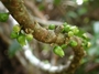 Rutaceae - Melicope clusiifolia 