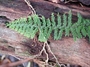 Polypodiaceae - Adenophorus tamariscinus var. tamariscinus 
