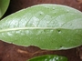 Rubiaceae - Psychotria greenwelliae 