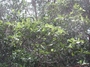 Rubiaceae - Psychotria greenwelliae 