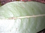 Rubiaceae - Psychotria mariniana 