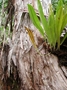 Dryopteridaceae - Elaphoglossum aemulum 