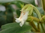 Gesneriaceae - Cyrtandra tahuatensis 