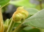 Gesneriaceae - Cyrtandra tahuatensis 