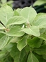 Amaranthaceae - Achyranthes mutica 