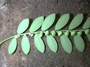Phyllanthaceae - Phyllanthus debilis 